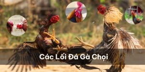 Các lối đá của gà chọi