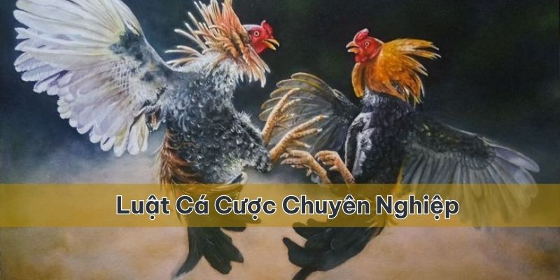 Luật chơi chuyên nghiệp của loại hình cá cược này